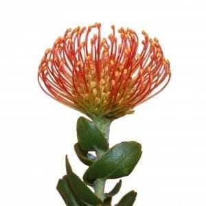 Pins. Tiara splendor(STEM)