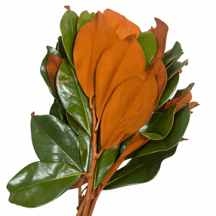 Magnolia Tips paradise