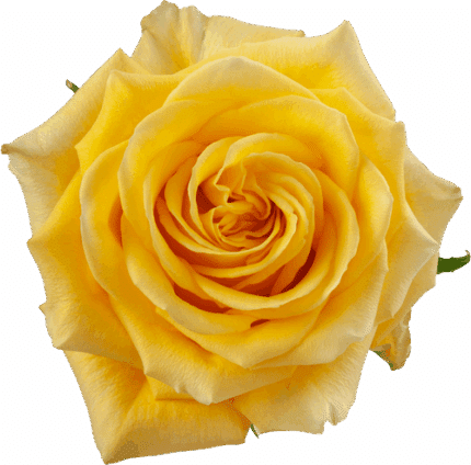 Rose Butterscotch 50cm  rprima