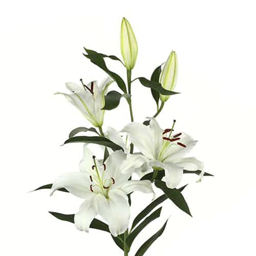 d81fdadd-40d8-46ec-8871-523833b64824.jpg Lily Sisto fresca - Image 1