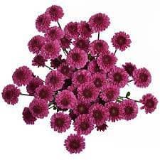 Pom Button Purpetta Gdns