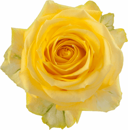 Rose SuperSun 50cm priv coll r