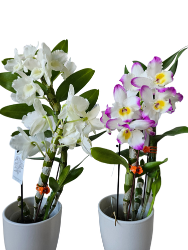 5” Potted Dendrobium in Cerami