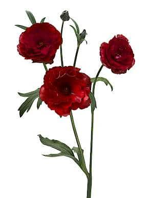 Ranunculus Butterfly Hades aviv
