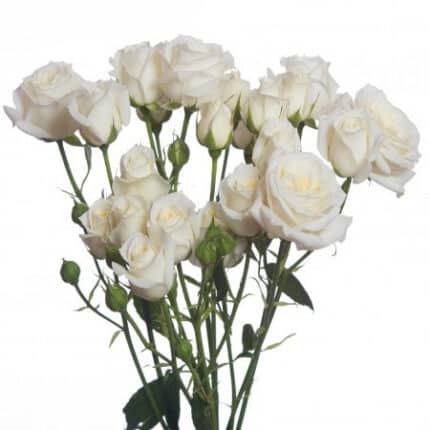 RoseSpray Snowbubbles sole