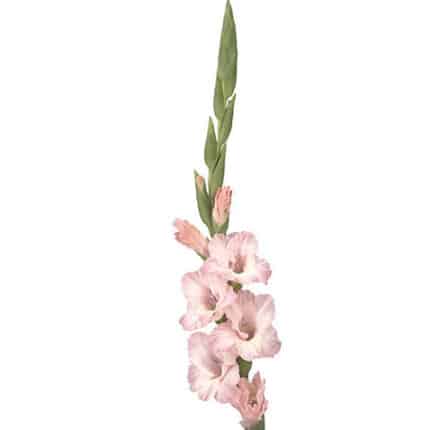 Glad Pink White local