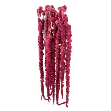 Amaranthus C Red Spider holl