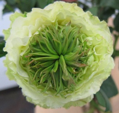 GREENEYE (GREEN)60cm(12st.)rpr