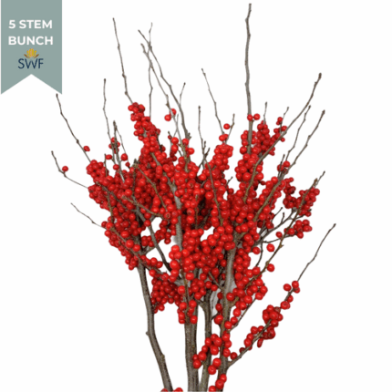 Ilex Red seaberry 1-2'(5st)