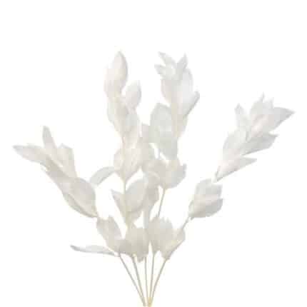 Dried Israeli Ruscus Bleached