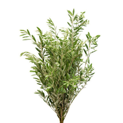 Branch Olive camflor
