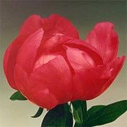 Peonie Flame holl