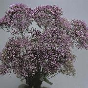 Trachellium Lavender esme supx