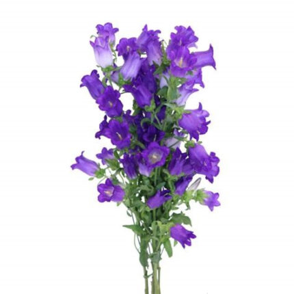Campunlua Champion Purple holl