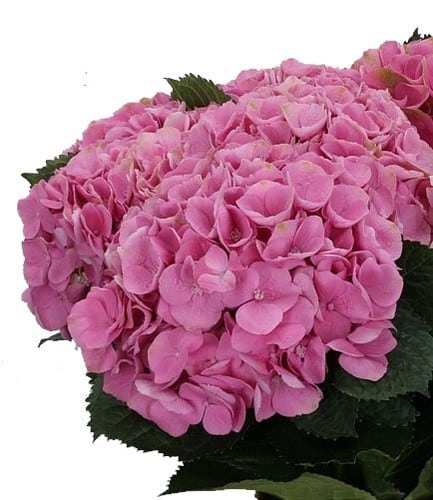 d8a19be1-4079-4216-a020-83b5379fbe7a.jpg Hydra. OpalPink Chile(st) - Image 1