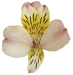 Alstro. Vienna bmark