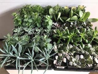 3" SUCCULENTS