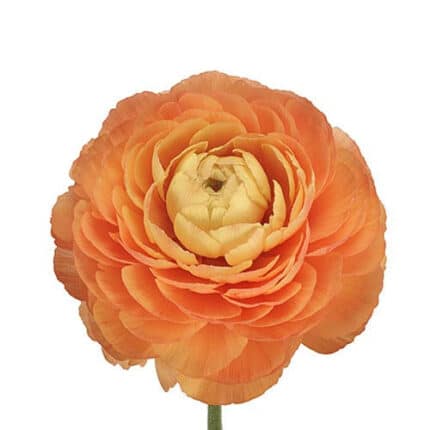 Ranunculus Cloony Org holl