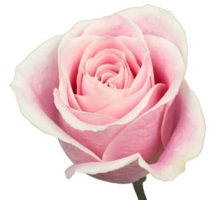 Rose RositaVendella 50cm ecuan