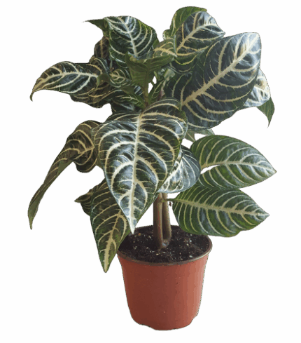 6" BLOOMING ZEBRA