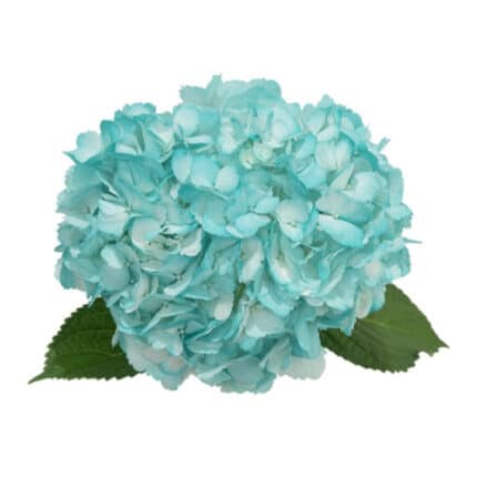 Hydrangea Spectrum Aqua holex(STEM)