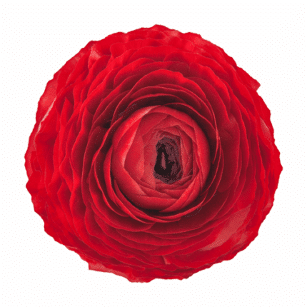 Ranunculus Red 40cm rprima