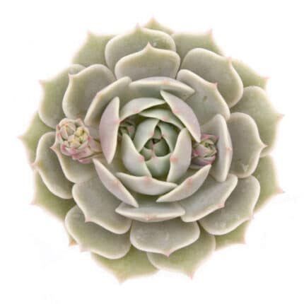 Succulents Lola holl(st)