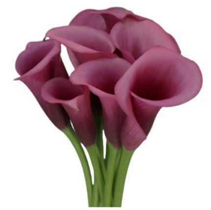 Calla Durban holl