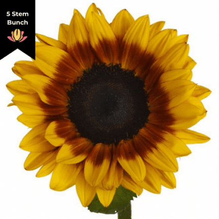 Sunflower Mahogany mellano (5 st)
