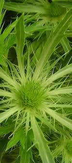 Eryngium grn bell 70valleflor