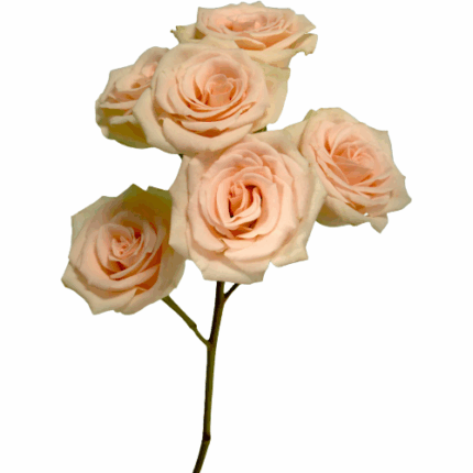 Rosespray Peaches N' Cream Tes