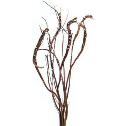 PussyWillow Fantail 2.5ft cram