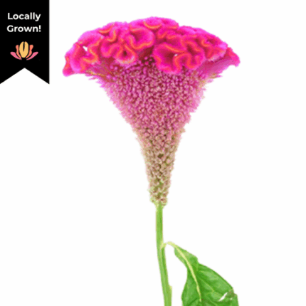 Coxcomb Pink cramer