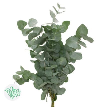 Eucalyptus Cinerea Afrika holl