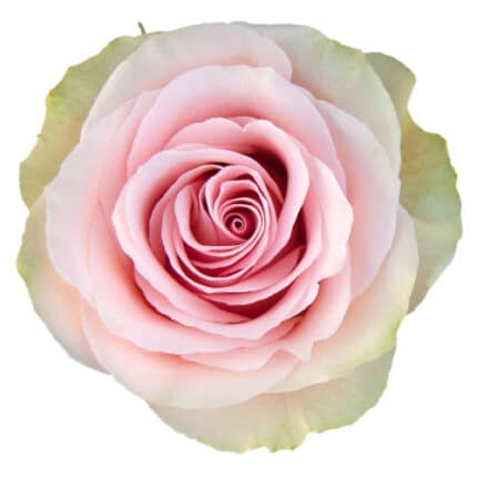 Rose Fruetto 60cm rfi
