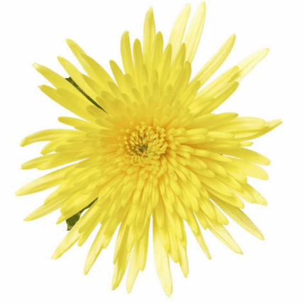 Mum Delistar Yellow multiflora