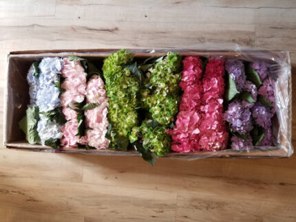 Hydrangea Asst(40case)chile su