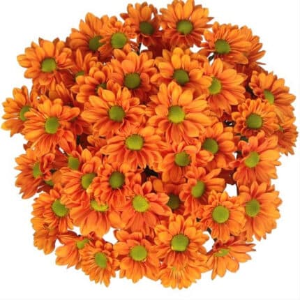 Pom Daisy Terrific multiflora