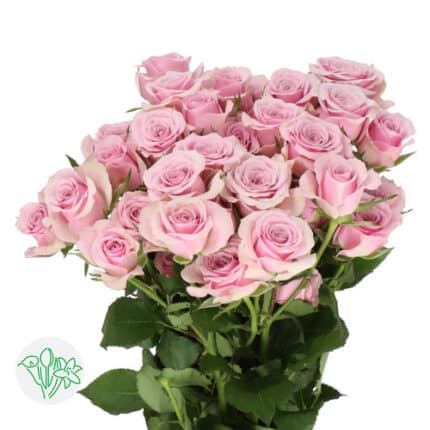 RoseSpray Lavender holl