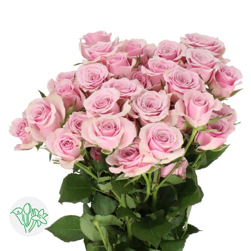 d93a5208-cd62-4120-b1dc-468b899700f1.jpg RoseSpray Lavender holl - Image 1