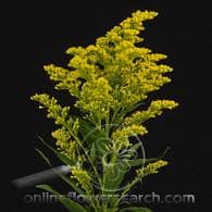 Solidago marti gras fall esmer