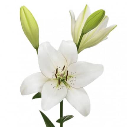 Lily La White Sound florsani
