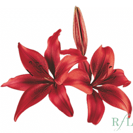 Lily LA Red canada
