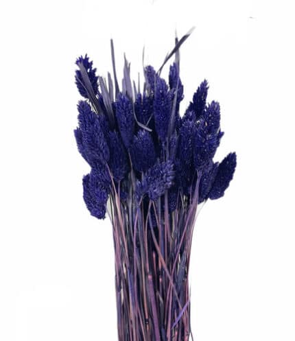 Phalaris Purple holl -