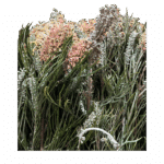 Grevillea Salmon holl - Image 2