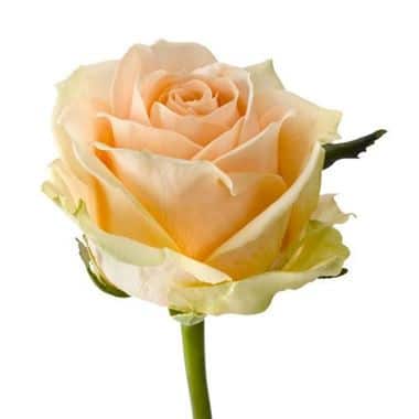 Rose Pearl Avalanche 50cm hole