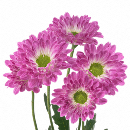 Pom Daisy PradaSweet(Lav/Wht)