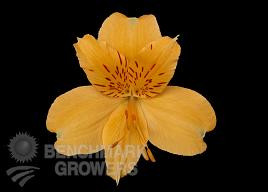 Alstro  yellow perf hosa