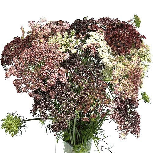 d9b36f84-63e8-4e3e-a3da-f05498b4fbd9.jpg Lace Brown holl - Image 1