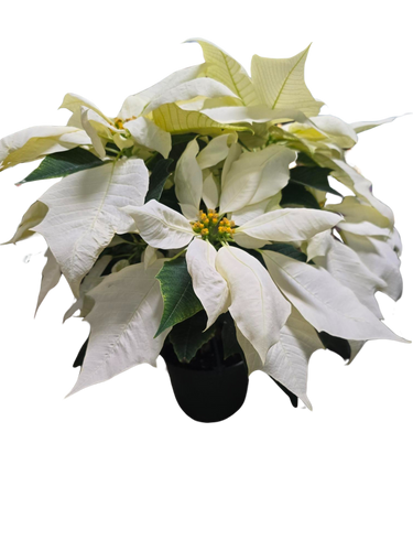 6" WHITE POINT - PL 6 BP WHTPOIN